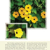 A cluster of vibrant yellow Thunbergia, featured in "Atlanta's Garden Plants" by Schiffer Publishing, Ltd., blooms with dark centers among green leaves; a close-up inset shows the flowers, with plant info text in the background.