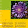 A close-up of a purple flower featured in "Coastal Garden Plants" by Schiffer Publishing, Ltd., ideal for identifying plants commonly found along the southeastern US coast.