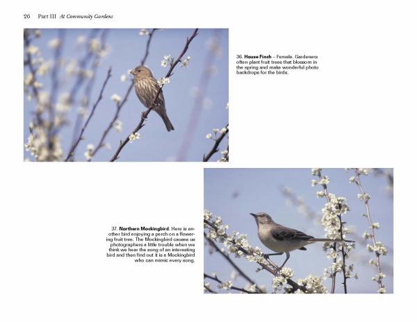 Two photos from *Birds of Coastal South Carolina* by Schiffer Publishing, Ltd. depict a house finch and a northern mockingbird on blooming branches amid white flowers, beautifully capturing South Carolina's springtime birdlife.