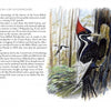 Illustration from "The Birds We Live With" by Schiffer Publishing, Ltd.—an ivory-billed woodpecker on a tree trunk, featuring text about its history and rarity, in the style of Catherine Clark’s acclaimed bird paintings.