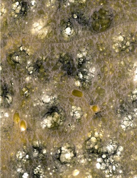A close-up from "Hidden Beauty: Exploring the Aesthetics of Medical Science" by Schiffer Publishing, Ltd. reveals a moldy surface with green, white, and yellow patches, featuring fuzzy textures and web-like filaments reminiscent of disease patterns.