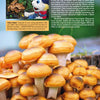 A close-up of orange mushrooms on a log, with a cartoon mascot and child observing—perfect inspiration for autumn garden activities from Schiffer Publishing, Ltd.'s "Kinder Gardens: Autumn Fun." Text and a yellow info box overlay the image.