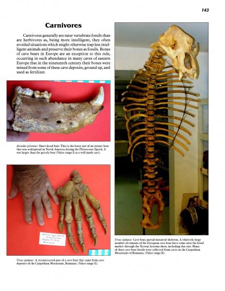 A page from "Cenozoic Fossils II" by Schiffer Publishing, Ltd. features "Carnivores" with text, a photo of a jawbone with large teeth, a paw fossil, and an upright Ice Age cave bear skeleton in a museum display case.