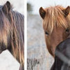 On the left, "Natural Wonders of Assateague Island" by Schiffer Publishing, Ltd. shows a black horse with a blonde-streaked mane. On the right, two wild horses—a chestnut and a dark brown—stand in tall pale grass. Text is at the far left.