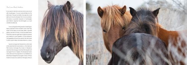 On the left, "Natural Wonders of Assateague Island" by Schiffer Publishing, Ltd. shows a black horse with a blonde-streaked mane. On the right, two wild horses—a chestnut and a dark brown—stand in tall pale grass. Text is at the far left.