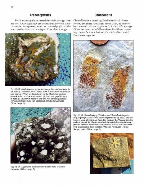 The "Paleozoic Fossils" textbook by Schiffer Publishing, Ltd. features four Archeocyathids and Chancelloria fossils with captions on their features, locations, significance, and their role in the fossil record.