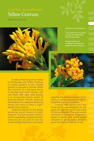 Close-up of vibrant yellow flowers and green leaves featured in "Coastal Garden Plants" by Schiffer Publishing, Ltd.—a book detailing plant identification, origins, blooms, and benefits for coastal gardens, including drought tolerance and hummingbird appeal.