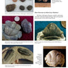 A collage from "More Paleozoic Fossils" by Schiffer Publishing, Ltd. features six close-up trilobite fossil photos, each labeled with genus, location, and period. The specimens vary in shape and size on assorted backgrounds.