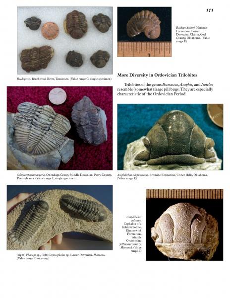 A collage from "More Paleozoic Fossils" by Schiffer Publishing, Ltd. features six close-up trilobite fossil photos, each labeled with genus, location, and period. The specimens vary in shape and size on assorted backgrounds.