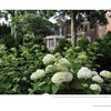 White hydrangeas bloom in private gardens with green shrubs and trees, set before a red-brick embassy residence. Featured in "Diplomatic Gardens of Washington" by Schiffer Publishing, Ltd.