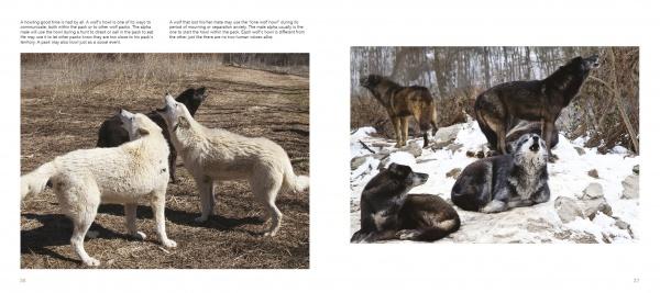 Wolf Sanctuary by Schiffer Publishing, Ltd. features two pages: one with two white wolves nuzzling in grass, the other with five black and white wolves resting and standing on a snowy, rocky landscape.