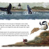 The cover of "Chickadee & The Whale" by Schiffer Publishing, Ltd. features two whale tails splashing near a lighthouse as a chickadee watches from shore—ideal for wildlife education or early readers ages 5–8. Text appears below the illustration.