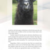 A close-up of a llama, highlighting the gentle presence featured in "Animals Impacting the World" by Schiffer Publishing, Ltd.