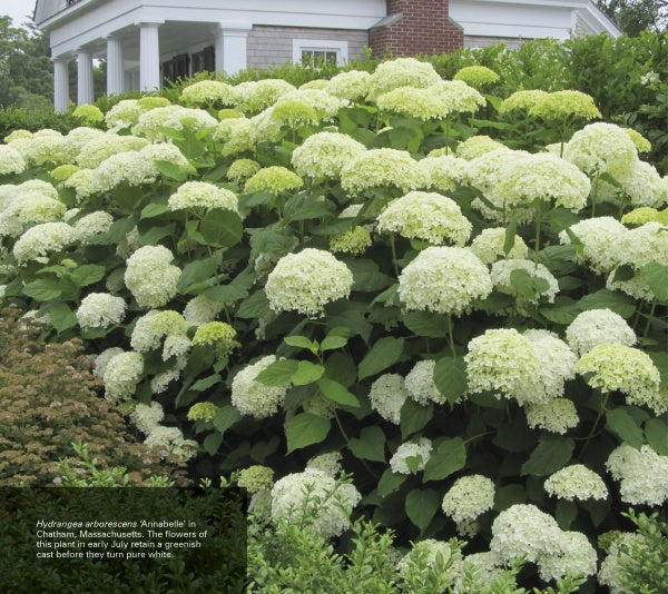 A lush cluster of pale greenish-white ‘Annabelle’ hydrangeas enhances a Chatham, MA garden—an inspiring scene featured in "Heavenly Hydrangeas" by Schiffer Publishing, Ltd., ideal for any hydrangea care handbook.
