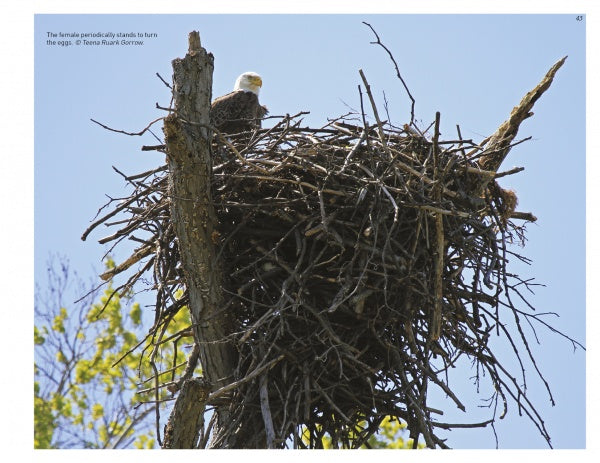 Experience eagle nesting season with "Inside a Bald Eagle's Nest" by Schiffer Publishing, Ltd., featuring American Bald Eagles in stick nests atop tall trees with blue skies and green foliage in the background.