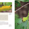 In Schiffer Publishing, Ltd.’s "In Search of Wild Silk," a yellow wild silk caterpillar with spiky protrusions crawls along a green leaf on one page, while the opposite page features a close-up of a green spiny caterpillar gripping a branch.